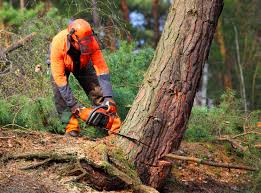 Reliable Highlands Ranch, CO Tree Care Services Solutions